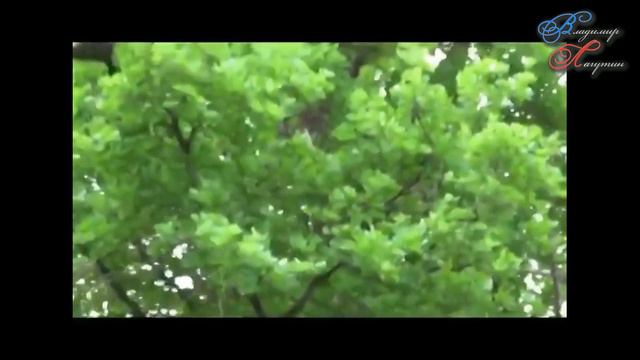 д. Петрополье. Дубовая роща