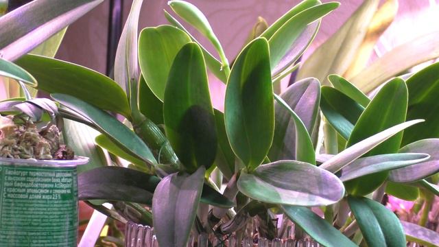 Cattleya Walkerinter смотреть онлайн