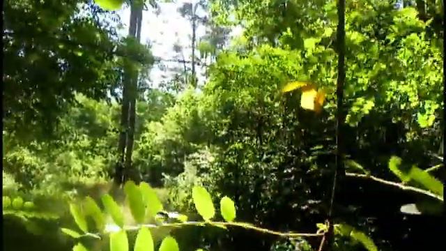 Картинки утренней прогулки 05 jul 2017 lesok смотреть онлайн