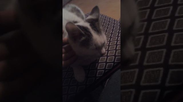 Как уложить кошку