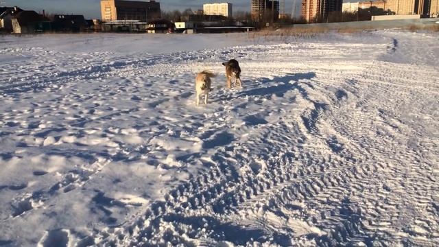 Сенеж и Ладога2 смотреть онлайн