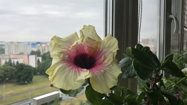 Мои цветы в июле месяце смотреть онлайн