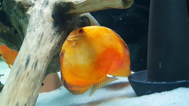 Нерест Дискусов На Корягу (Spawning Of Discus On A Snag)