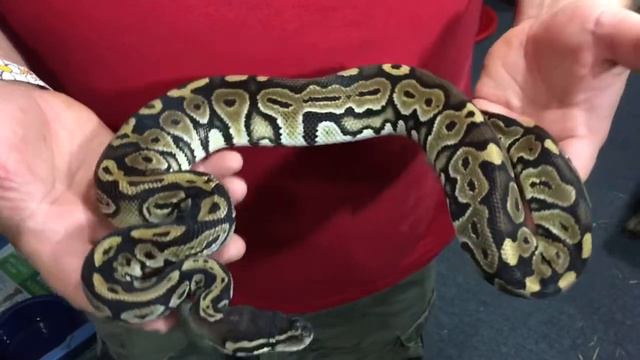 Worlds First BH Mimosa? And more! смотреть онлайн