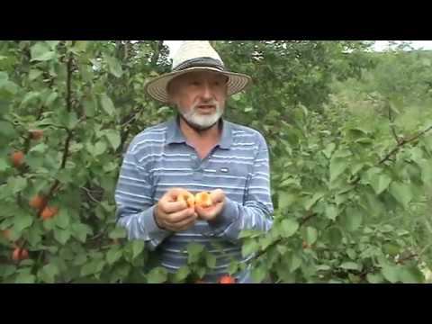 абрикос Амур Шлихта смотреть онлайн