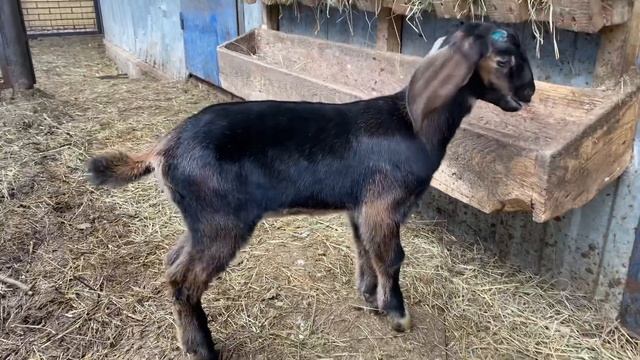 Нубийские 96+ и 99+ % козочки и козлик.ADGA предки.Продажа.+79157787787 смотреть онлайн