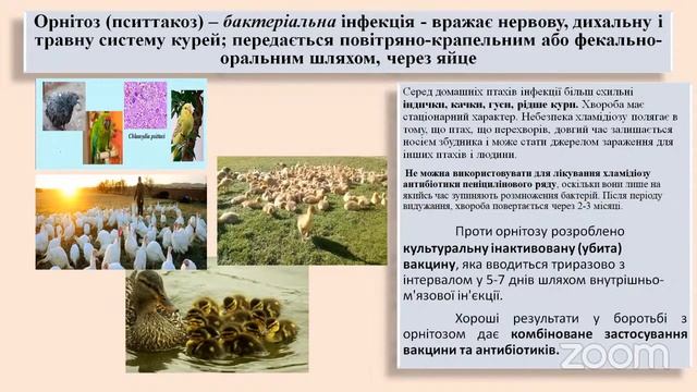 Фермерське птахівництво: виклики, ризики та перспективи сезону 2022 смотреть онлайн
