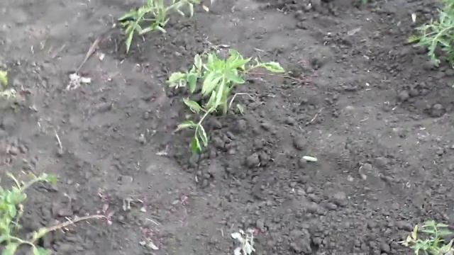 Влог 2. Участок.Прекрасное средство от возвратных заморозков.Огурцы,помидоры,перец.Обзор смотреть онлайн