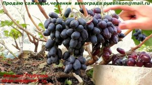 Виноград Черный кристалл и Рембо- что слаще? Давайте сравним с Байконуром и Эталоном? Кто вкуснее?