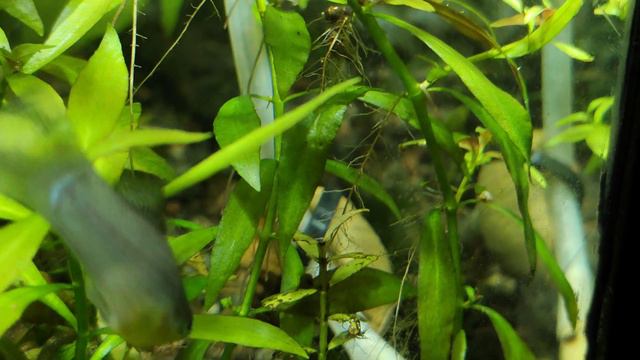 Акваріум з живими рослинами