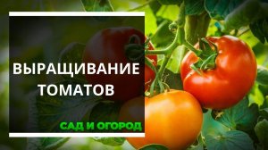 Выращивание томатов по методу Казарина