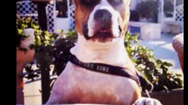 American PitBull Terrier #pitbullisnotacrime смотреть онлайн