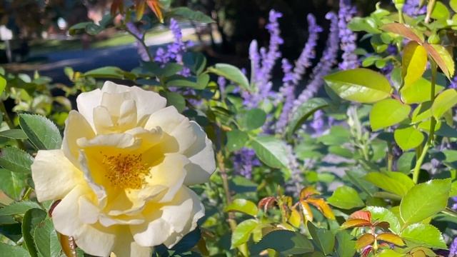 Rose - Julia Child rose hedge смотреть онлайн