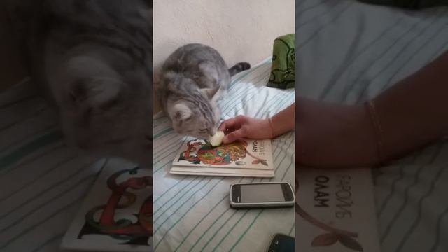 Кот ест сладкую узбекскую дыни. смотреть онлайн