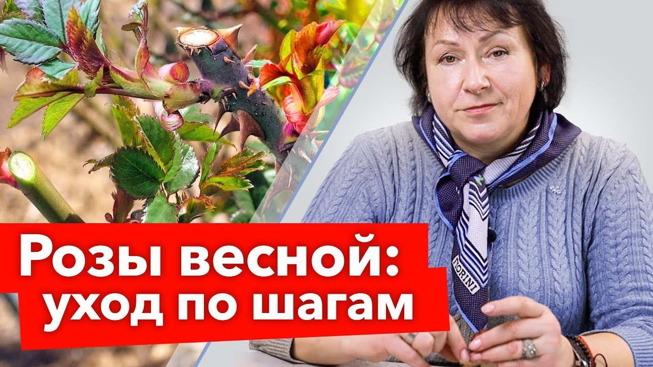 РОЗЫ ПРОСЫПАЮТСЯ: что необходимо срочно сделать? Реанимация и обрезка роз весной