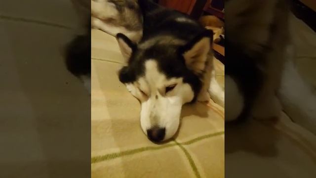 Хаски во сне