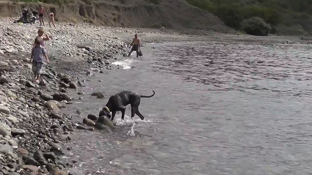 blue weimaraner Hannah смотреть онлайн