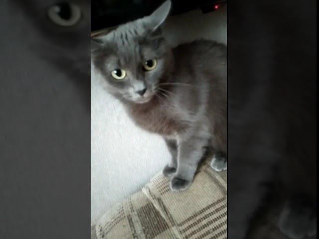 #cat  #рекомендации #shortsvideo #shorts #злая #киса #кошка #котики