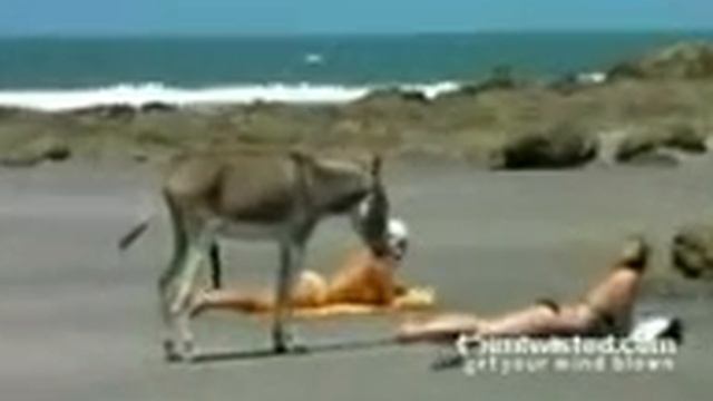 Осел и девушка советую посмотреть смотреть онлайн
