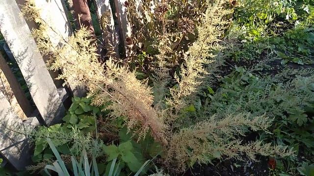 Уборка в саду. Подготовка к зиме. #сад, #уборкавсаду, #подготовкасадакзиме. смотреть онлайн