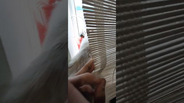 Я в котокафе!