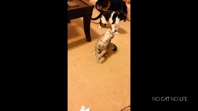 Кошки, смешная подборка. смотреть онлайн