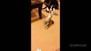 Кошки, смешная подборка.