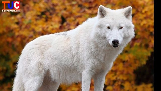 10 Fact About Wolf In Hindi | Wolf Facts | Gray Wolf | Animals смотреть онлайн