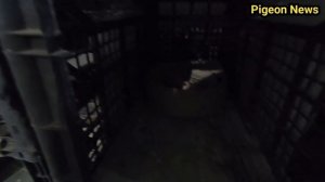 Все голуби высиживают по 3 яйца / Грустные новости