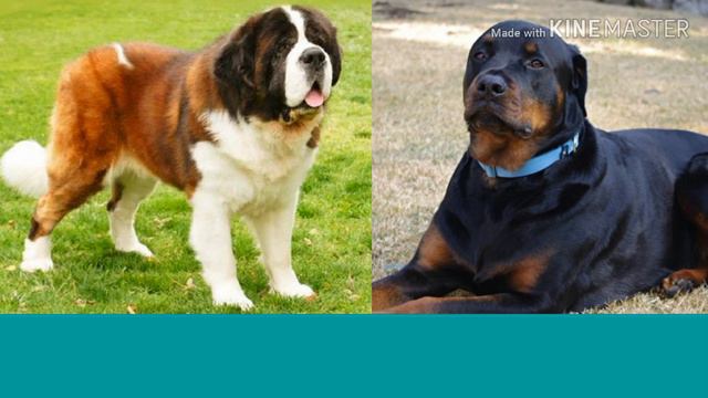 Ротвейлер против Сенбернара. Rottweiler Against Senbernar. Animals Battle.