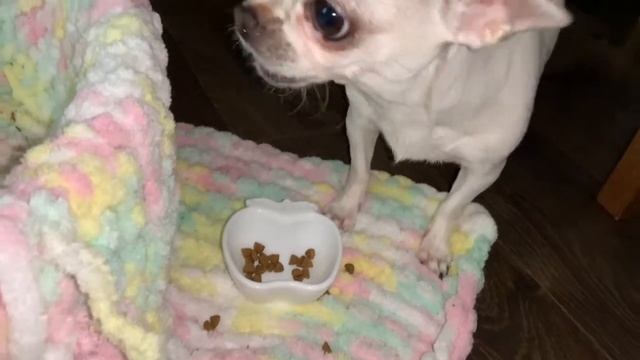 Корм для Вегуси, чтобы было много молока. смотреть онлайн