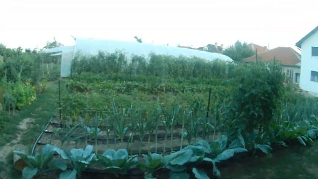 Za Zvonimira I Ljubinku - 1 Avgust 2019 - 19h45