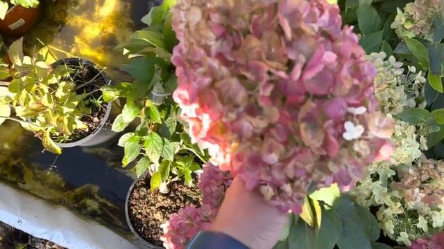 Отправка гортензий по всей РФ и СНГ тк СДЕК и ПОЧТА РФ от питомник-гортензий.рф ☎️8-926-645-46-99 смотреть онлайн