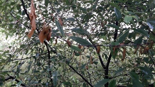 Монилиоз вишни, как бороться??? смотреть онлайн