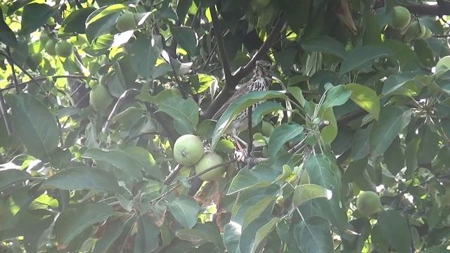 Поющие птицы Украины. Киевская область.Дрозд певчий.Animal world. смотреть онлайн