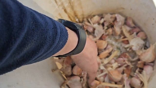 Скільки втрачає часник ваги до осені. Реальна втрата 30% від копання до посадки. смотреть онлайн