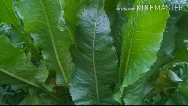 Какую траву едят кролики//МоИ УшАсТыЕ ДрУзЬЯ смотреть онлайн