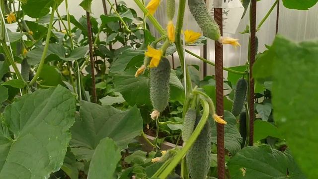 Обзор огурцов/Артист, Тещя, Изумрудные серёжки, Гармонист, Герман смотреть онлайн