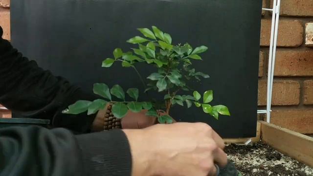 Murraya Bonsai Repot