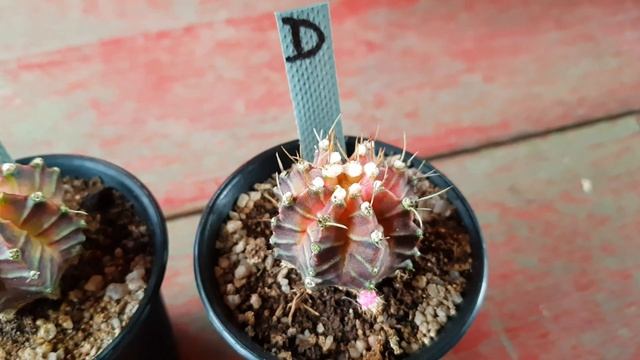 Beautiful gymnocalycium mihanovichii and damsii variegated cactus смотреть онлайн