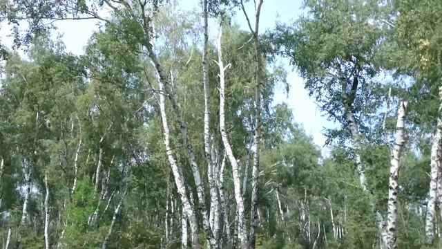 Через березовый лес... 2 смотреть онлайн