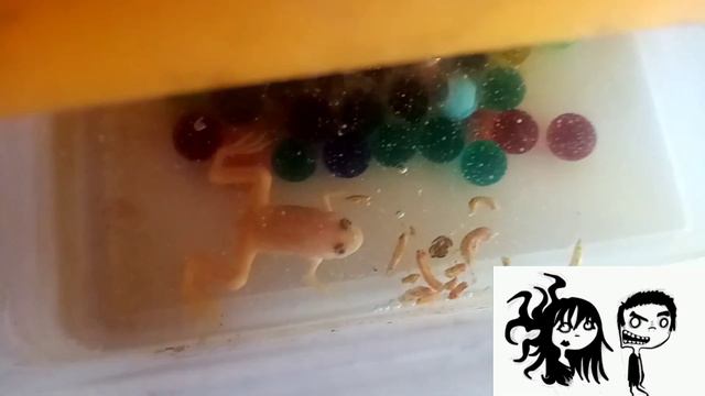 Кормление ВСЕХ моих животных смотреть онлайн