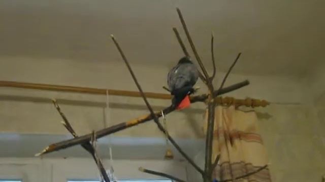 Говорящий попугай жако - Жак