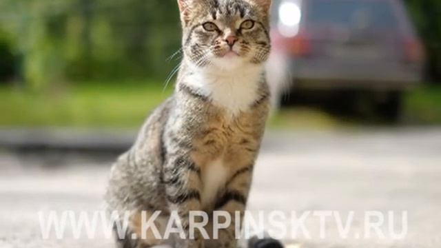 1 марта -- Всероссийский день кошек. смотреть онлайн