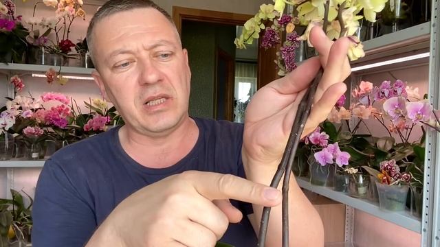 орхидея без корней НАРАСТИТЬ КОРНИ орхидее проверенным ВАРИАНТОМ смотреть онлайн