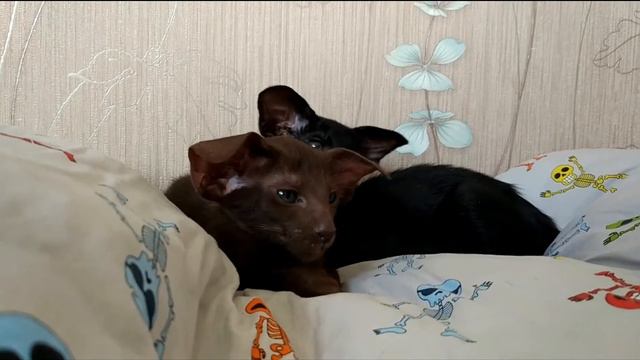 Ориентальные котята смотреть онлайн