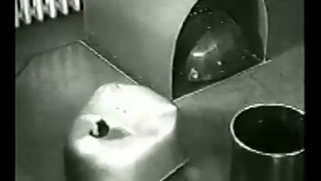 Grey Walter's Tortoise