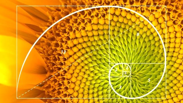 Удивительная симметрия в природе смотреть онлайн