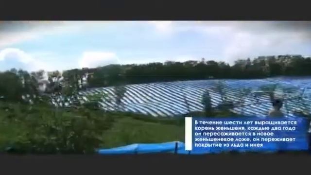 Выращивание Белого Императорского Женьшеня.ВН от COFFEECELL смотреть онлайн