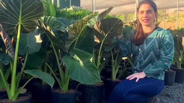 Alocasia regal shieds смотреть онлайн